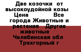 Две козочки  от высокоудойной козы › Цена ­ 20 000 - Все города Животные и растения » Другие животные   . Челябинская обл.,Трехгорный г.